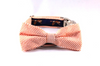 Sportsman Seersucker Bird Dog Bow Tie Collar