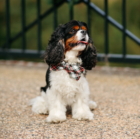 A Perfect Christmas Tartan Plaid Bow Tie Dog Collar