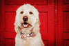 Madras Bow Tie Dog Collar