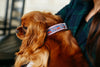 Repuplican Seersucker Dog Collar