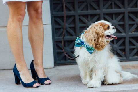 Preppy Green and Blue Madras Plaid Bow Tie Dog Collar